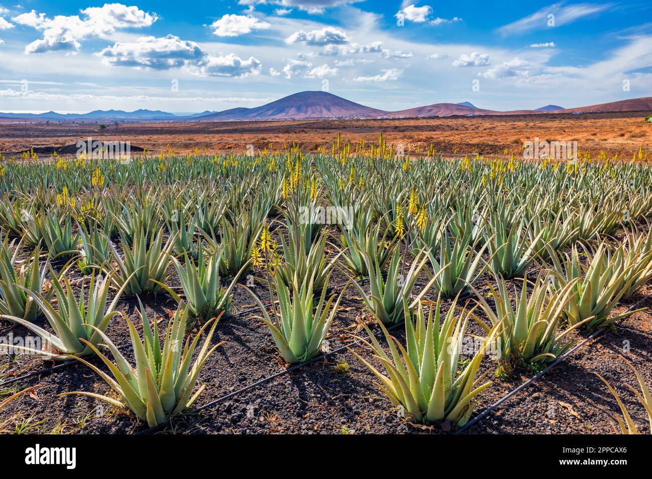 Aloe Vera-Pflanze. Aloe Vera Plantage. Fuerteventura, Kanarische Inseln,  Spanien. Aloe Vera wchst auf der Insel Fuerteventura auf den Kanarischen  Inseln, S Stockfotografie - Alamy