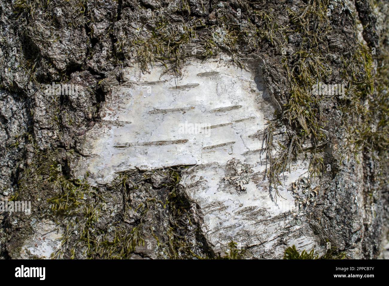 Birkenstamm bedeckt mit Moos, alter Baum, Nahaufnahme von Birkenrinde. Hochwertiges Foto Stockfoto