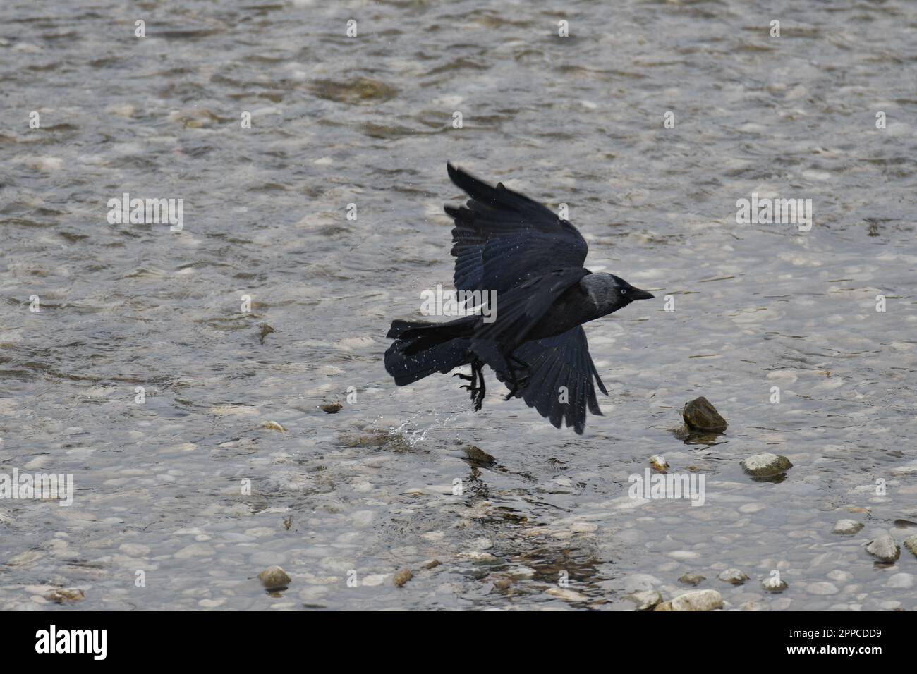 Eine Krähe fliegt über das Wasser des Flusses Stockfoto