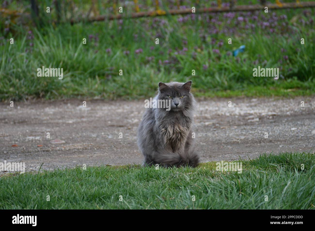 Eine Katze mit großem Fell steht auf der Straße und beobachtet Stockfoto