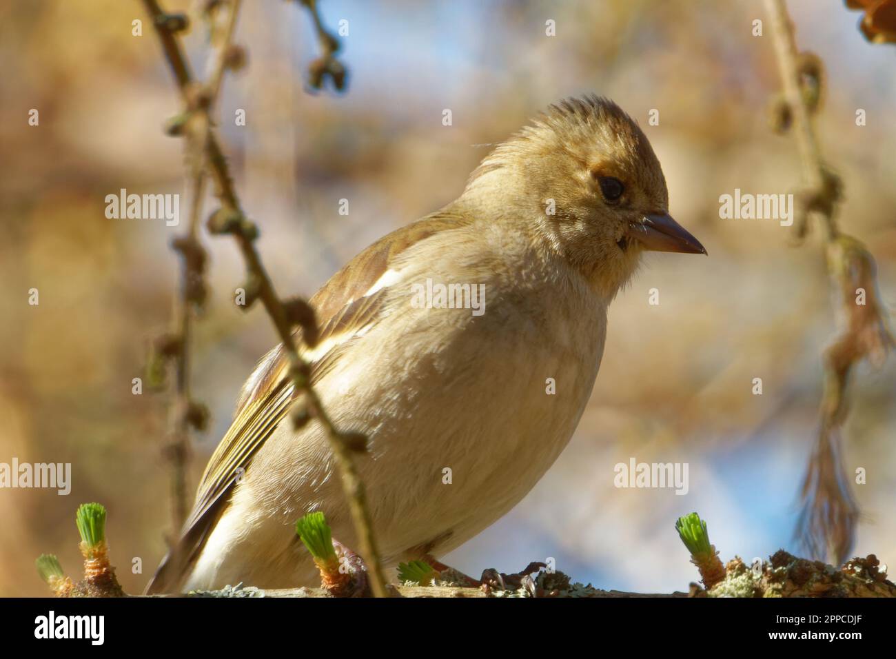 Junge weibliche Koffein oder einfach die Koffein (Fringilla Coelebs) auf einem Ast von Lärche. Stockfoto