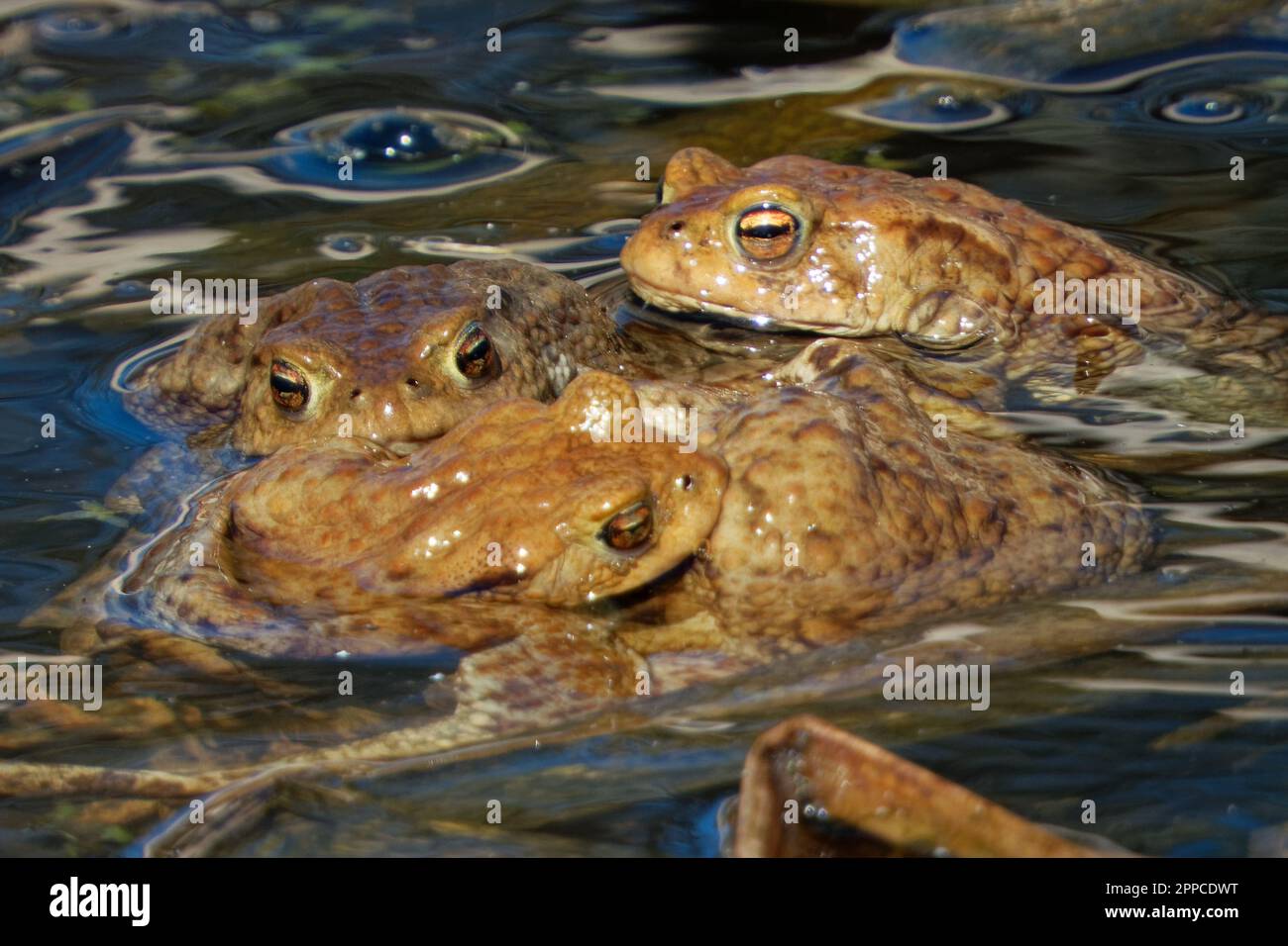 Die Kröte ist ein Frosch, der in ganz Europa, im westlichen Teil Nordasiens und in einem kleinen Teil Nordwestafrikas zu finden ist. Stockfoto