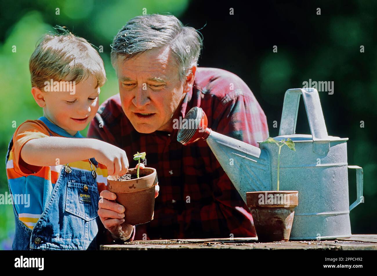 Großvater und Enkel Pflanzen Setzlinge in einem Blumentopf Stockfoto