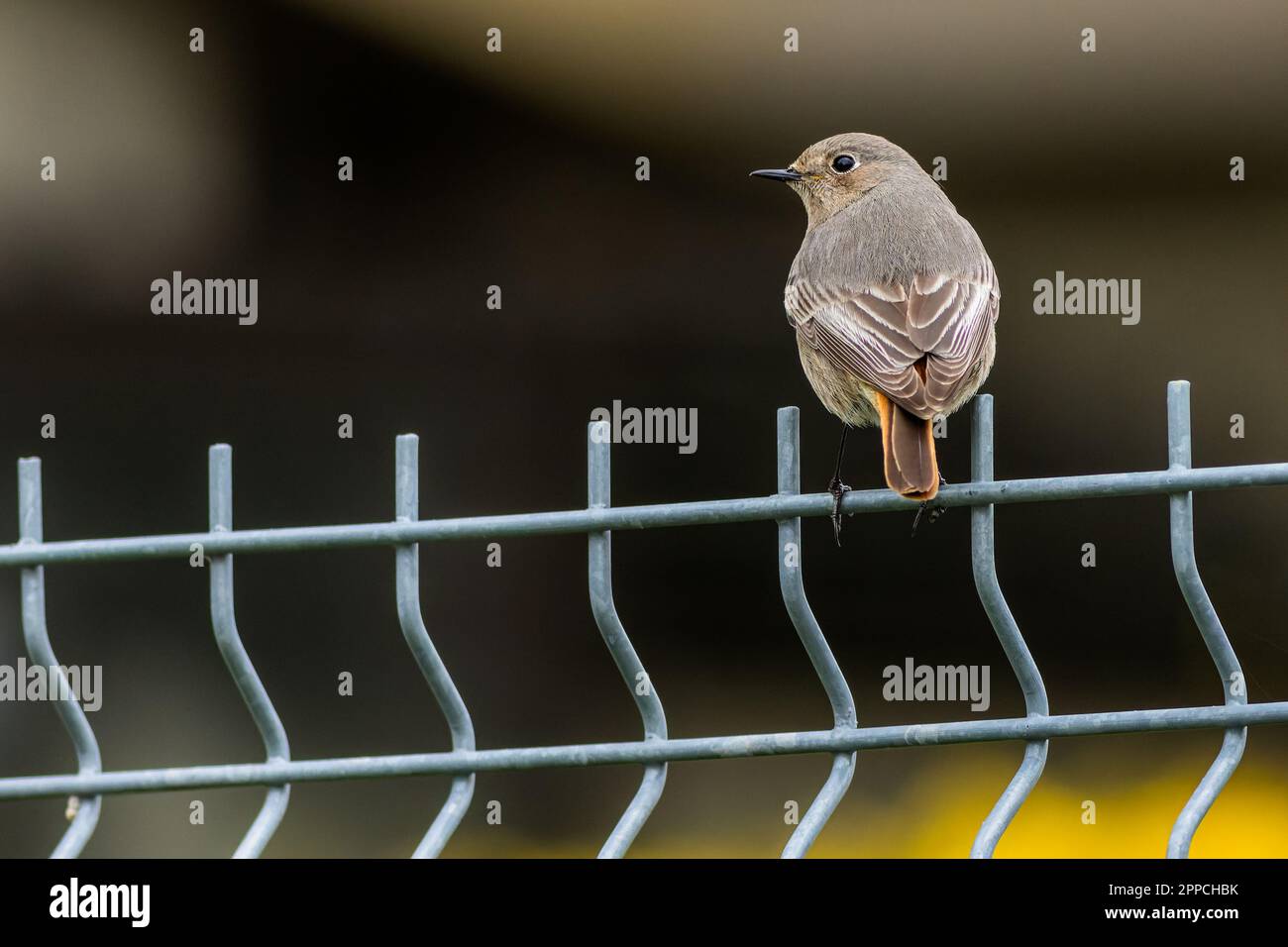Der Rotstart, ein kleiner singvogel, der auf einem grauen Metallzaun sitzt. Unscharfer dunkler Hintergrund. Stockfoto