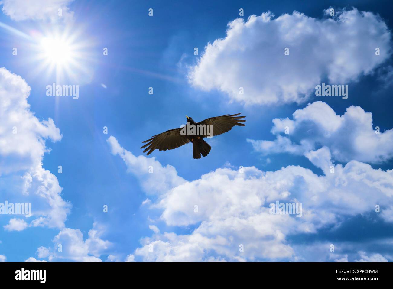 Der große schwarze Vogel fliegt zur Sonne. Sonne und Wolken an einem blauen Himmel begleiten eine schwarze, wunderschöne Alpenschnecke auf Korsika, Frankreich Stockfoto