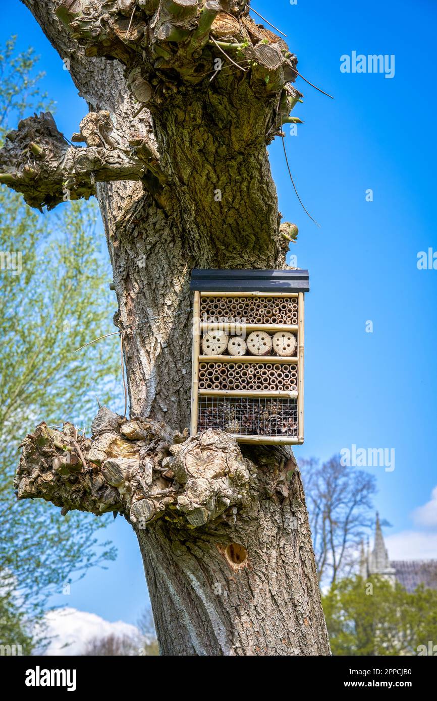 Insektenhotel, das an einen Baum angeschlossen ist, um Insekten im Rahmen eines Naturschutzprojekts anzulocken Stockfoto