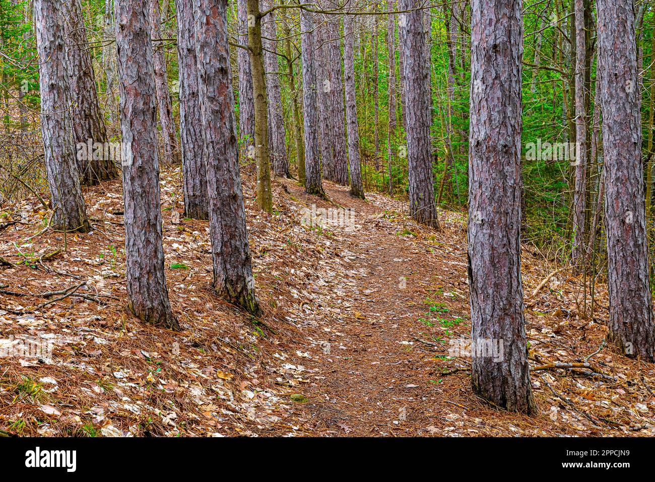 Wald in Kanada mit Frühlingsspuren. Übergangszeit zwischen Winter und Frühling. Grüne Bäume sind ein Vorbote des Frühlings, der zum Leben erwacht. Stockfoto