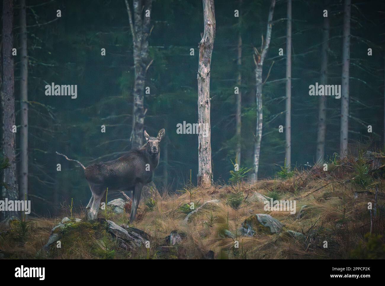 Osby, Schweden, 23. April 2023 Single Elch at Dawn Credit: PEO Mšller/Alamy Live News Stockfoto