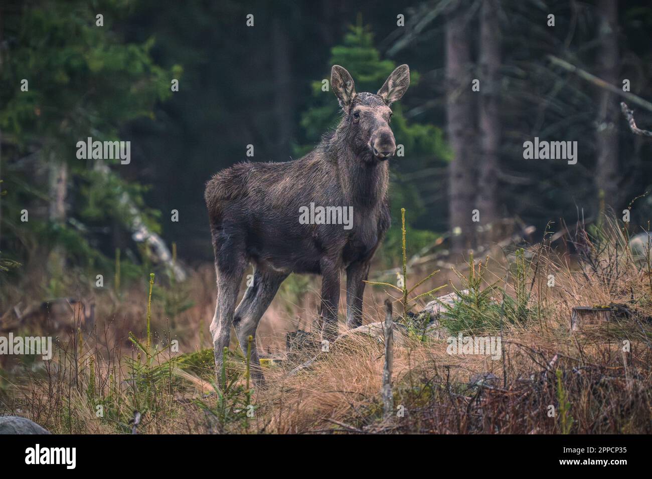Osby, Schweden, 23. April 2023 Single Elch at Dawn Credit: PEO Mšller/Alamy Live News Stockfoto