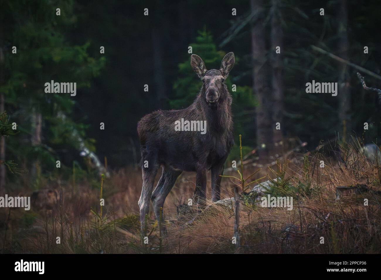 Osby, Schweden, 23. April 2023 Single Elch at Dawn Credit: PEO Mšller/Alamy Live News Stockfoto
