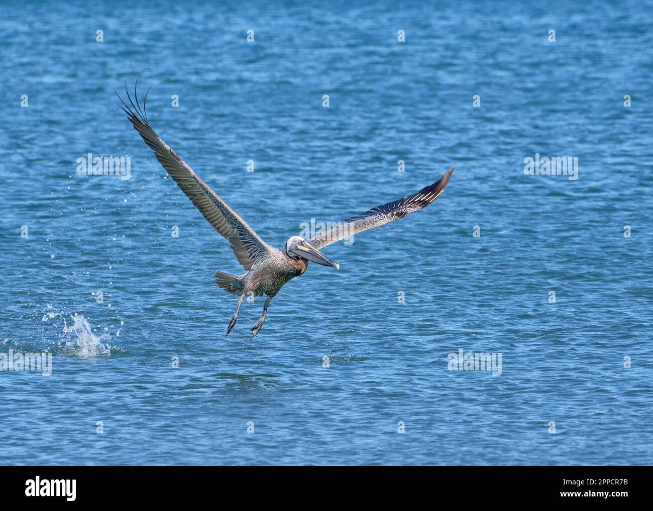 Ein Pelikan in Costa Rica startet vom Meer mit seinen Flügeln, die zu Beginn des Abstiegs vollständig ausgefahren sind. Stockfoto