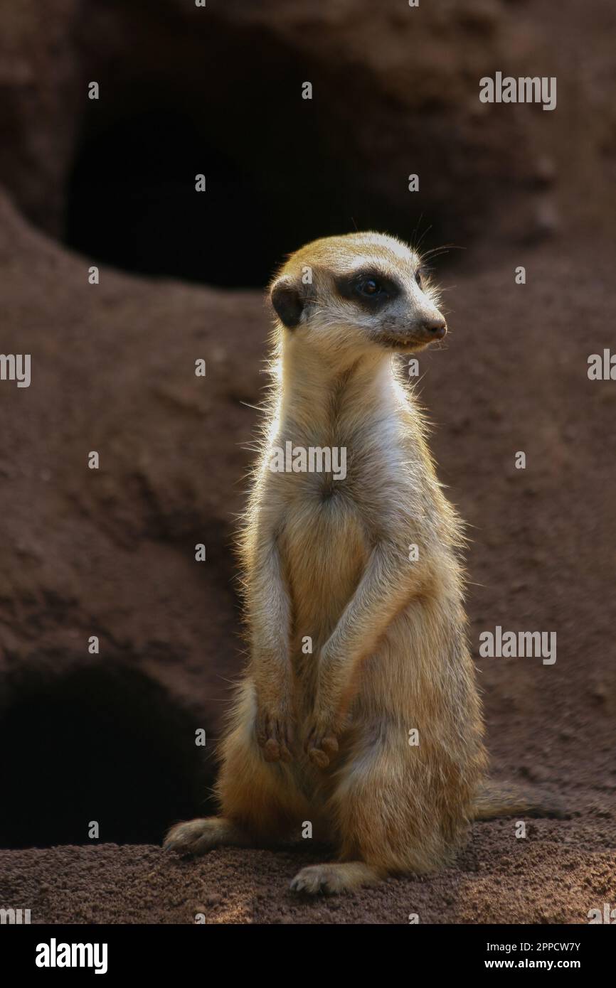 Der Erdmännchen ist ein koloniales fleischfressendes Säugetier, 24 bis 30 cm lang, in Afrika heimisch. Stockfoto