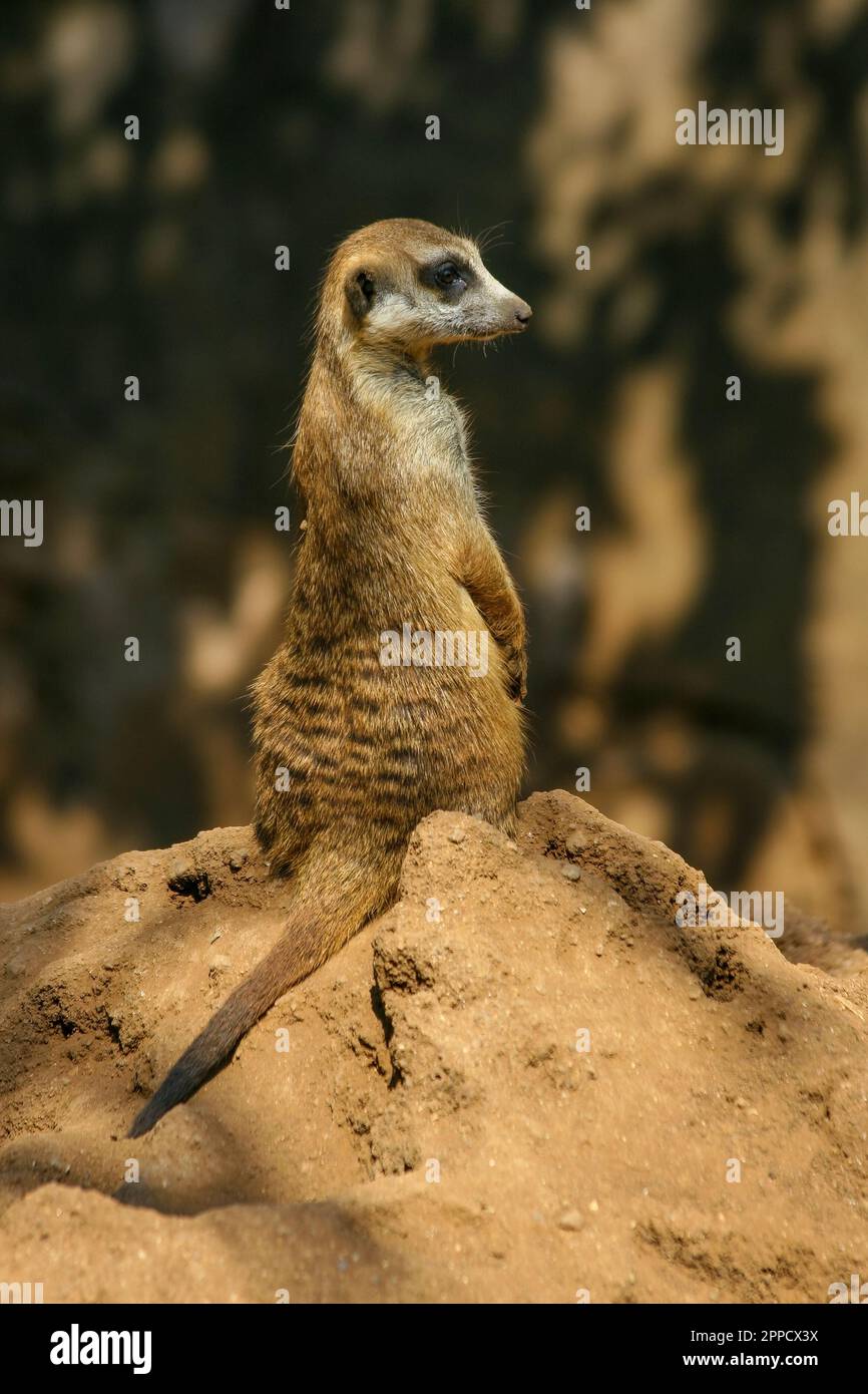 Der Erdmännchen ist ein koloniales fleischfressendes Säugetier, 24 bis 30 cm lang, in Afrika heimisch. Stockfoto