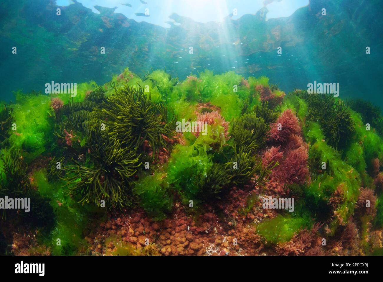 Grüne und rote Algen unter Wasser im Atlantik, Spanien, Galicien Stockfoto