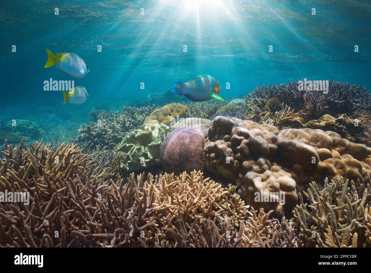 Unterwassersonnenlicht an einem Korallenriff mit Fischen im Ozean, Südpazifik, Neukaledonien, Ozeanien Stockfoto