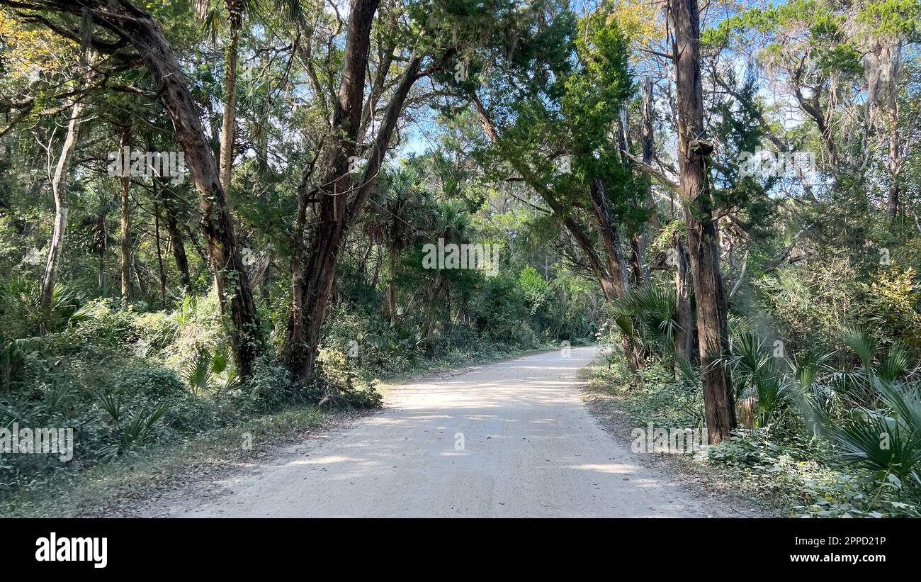 Die Fahrt durch den Wald im Timucuan Ecological National Park in Jacksonville, Florida. Stockfoto