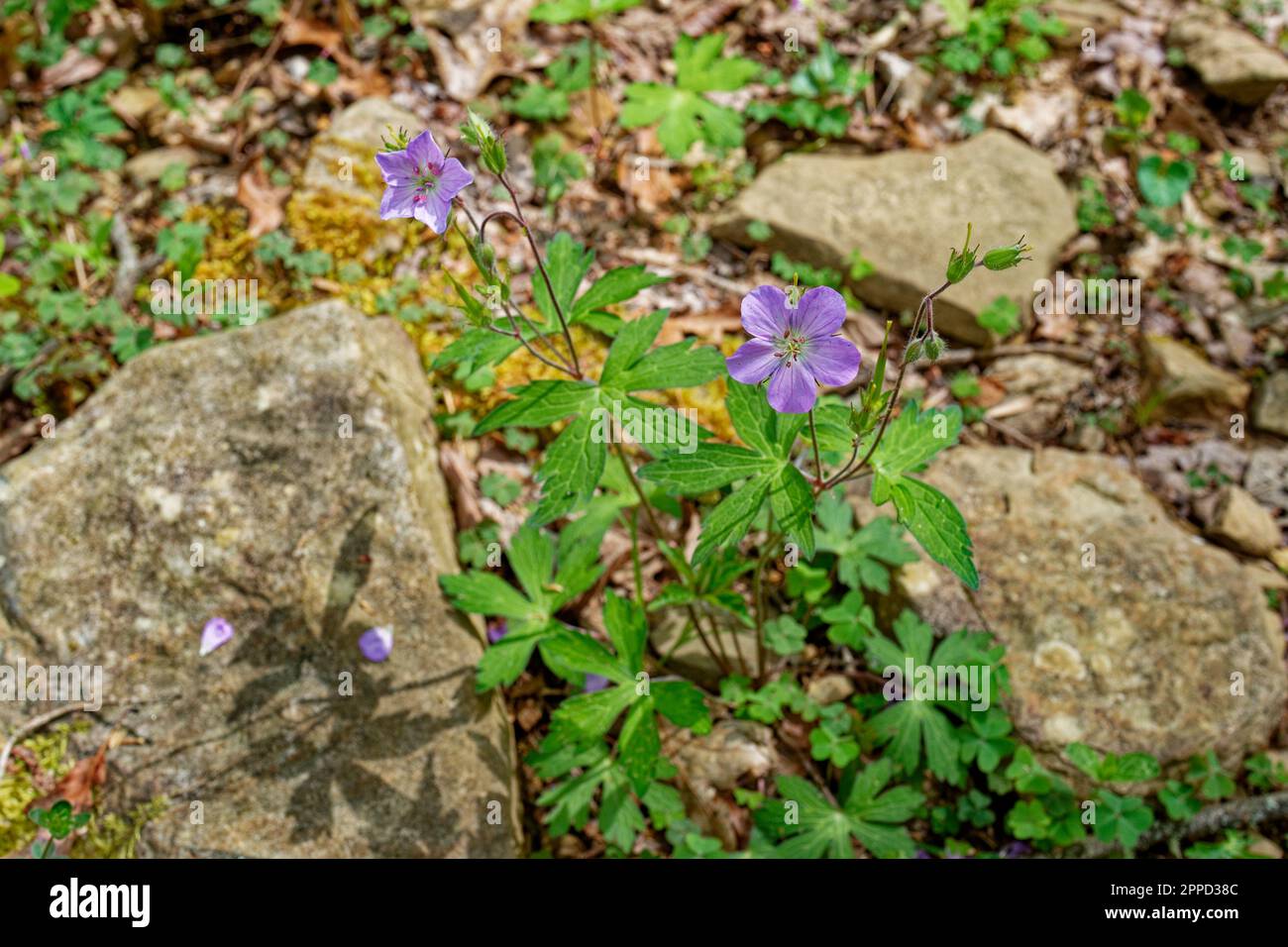 Eine wilde lila Geraniumpflanze, die an einem sonnigen Tag im Frühling zwischen zwei Felsen im Wald wächst, ein Blick aus nächster Nähe Stockfoto