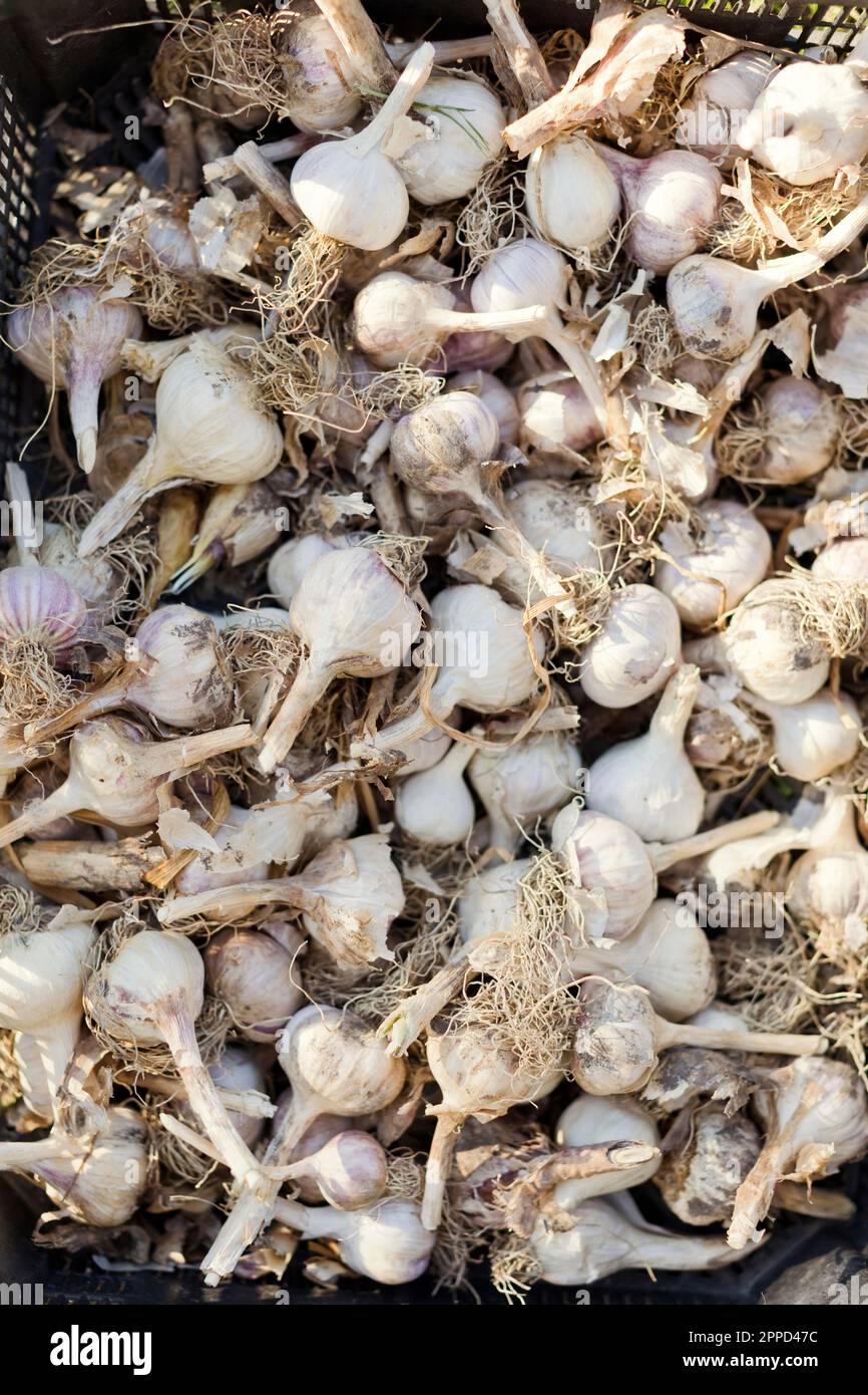 Ein Haufen trockener Knoblauchknollen im Korb Stockfoto