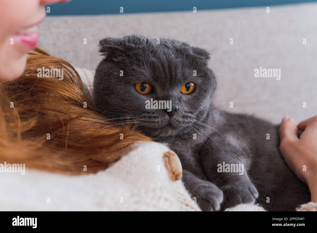 Graue Katze mit orangefarbenen Augen ruht sich bei einer Frau zu Hause aus Stockfoto