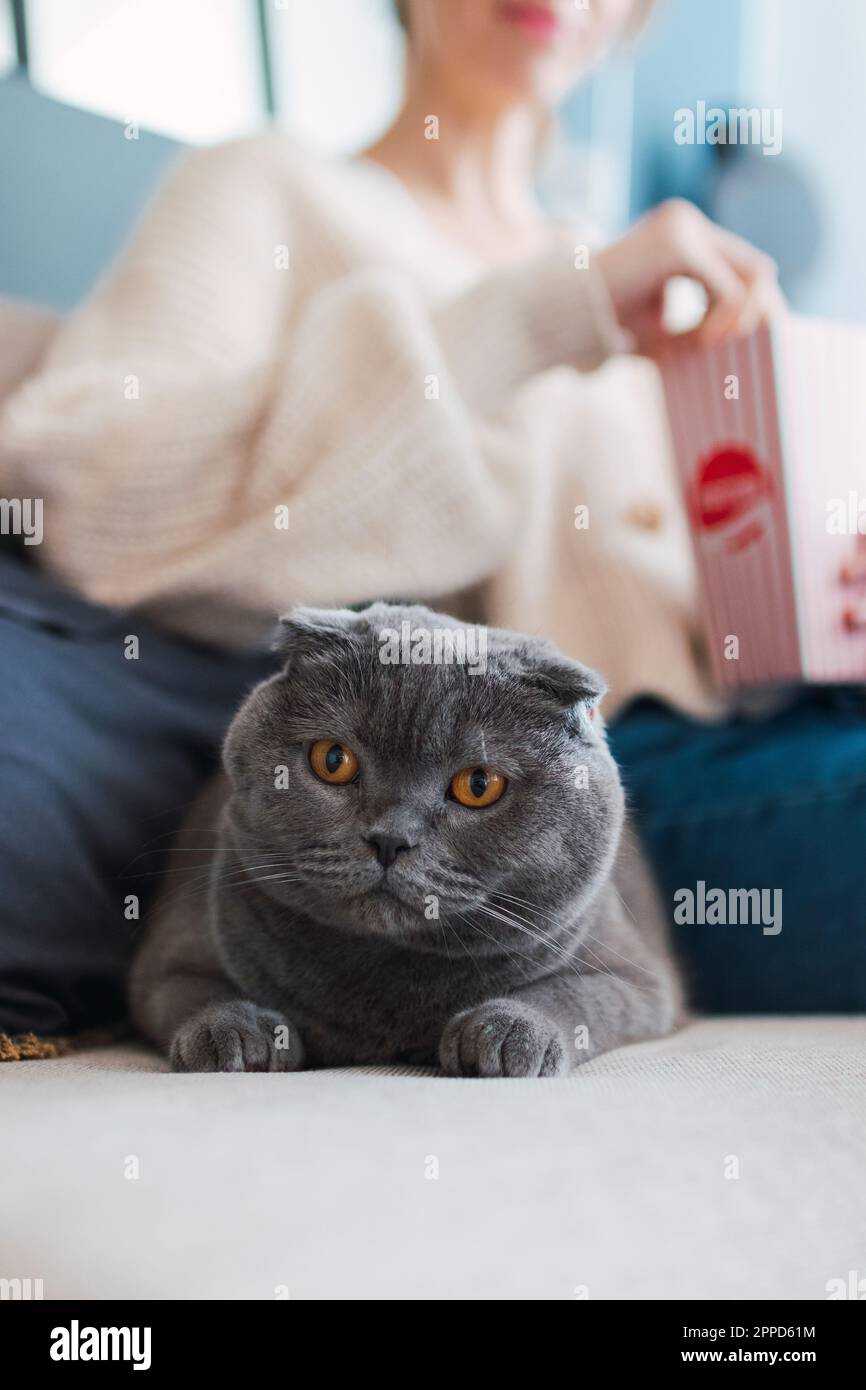 Warnen Sie die Katze, die auf dem Sofa sitzt, mit der Frau im Hintergrund zu Hause Stockfoto
