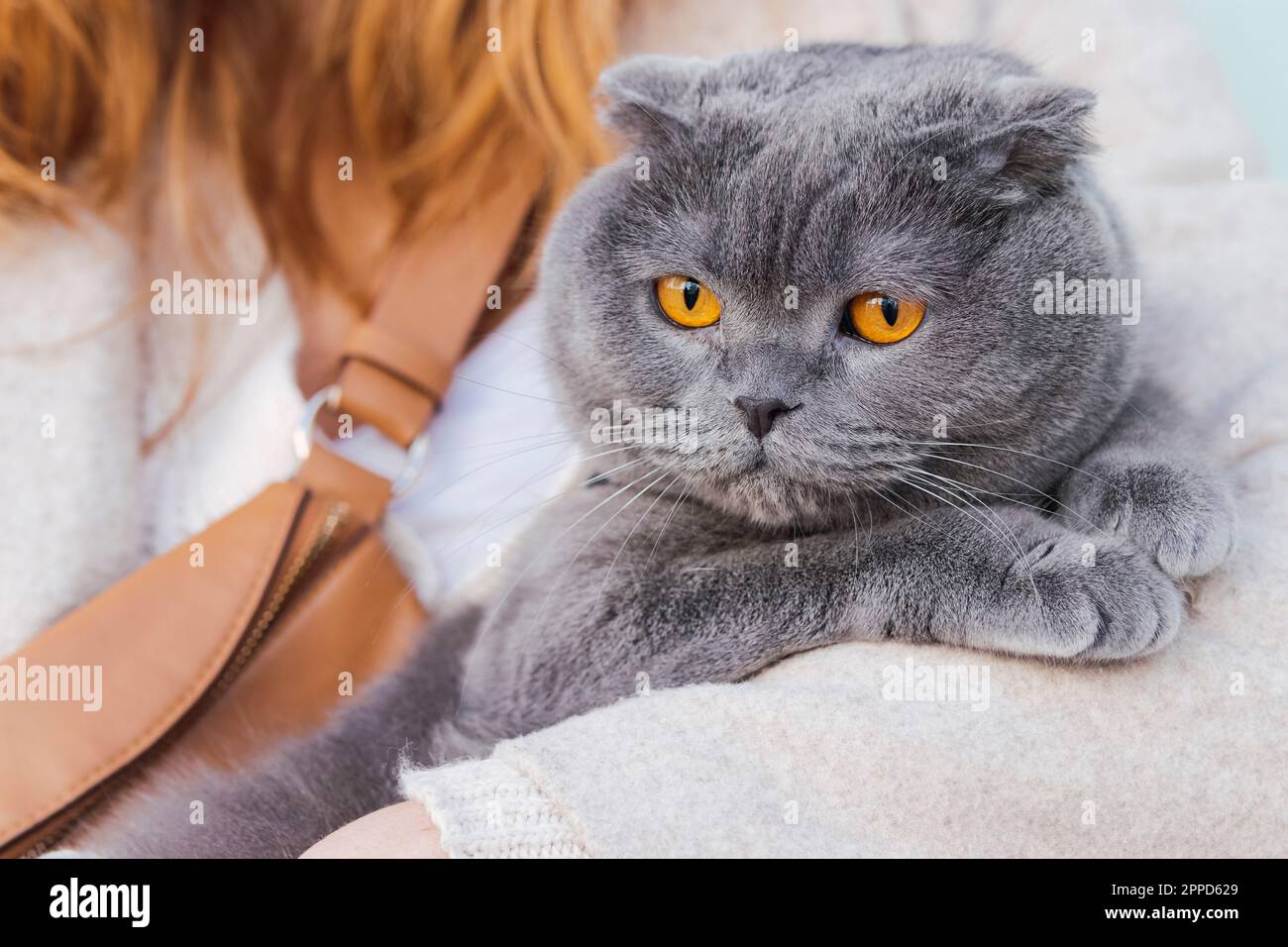 Graue flauschige Katze, die in Frauenarmen ruht Stockfoto