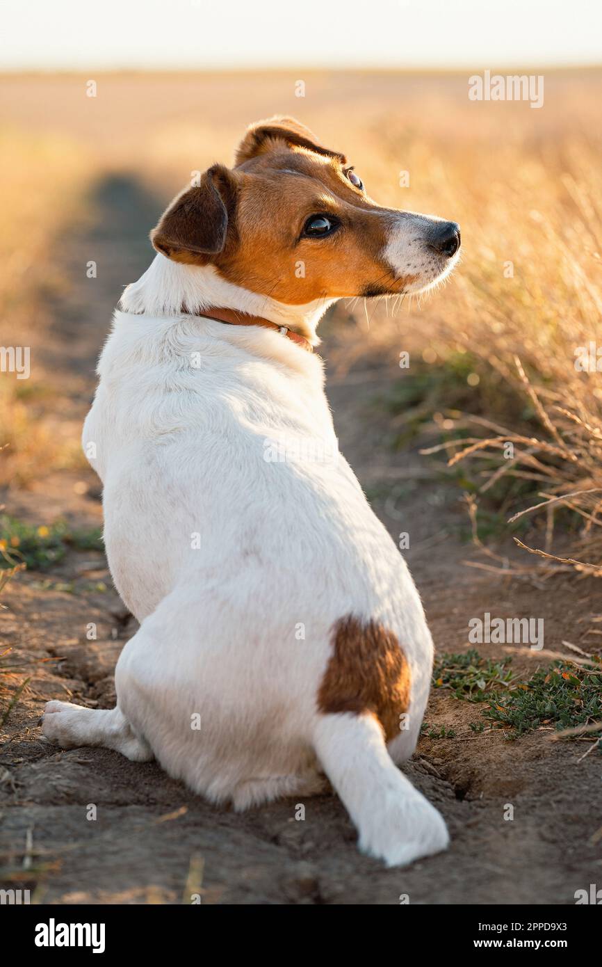 Jack Russell Terrier Hund sitzt auf dem Feld Stockfoto