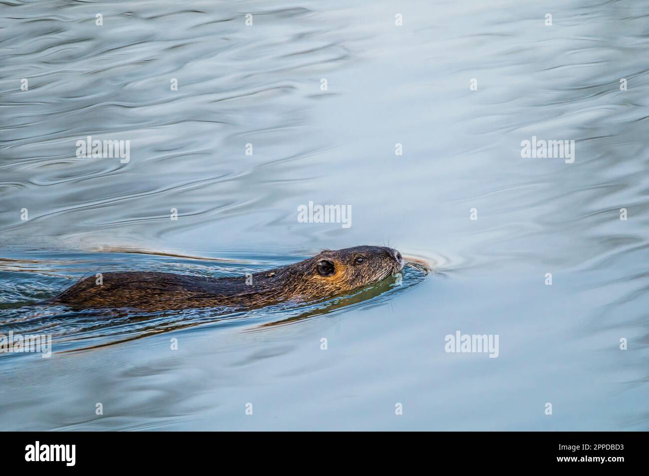 Nutria (Biber brummeln) Schwimmen im Wasser Stockfoto