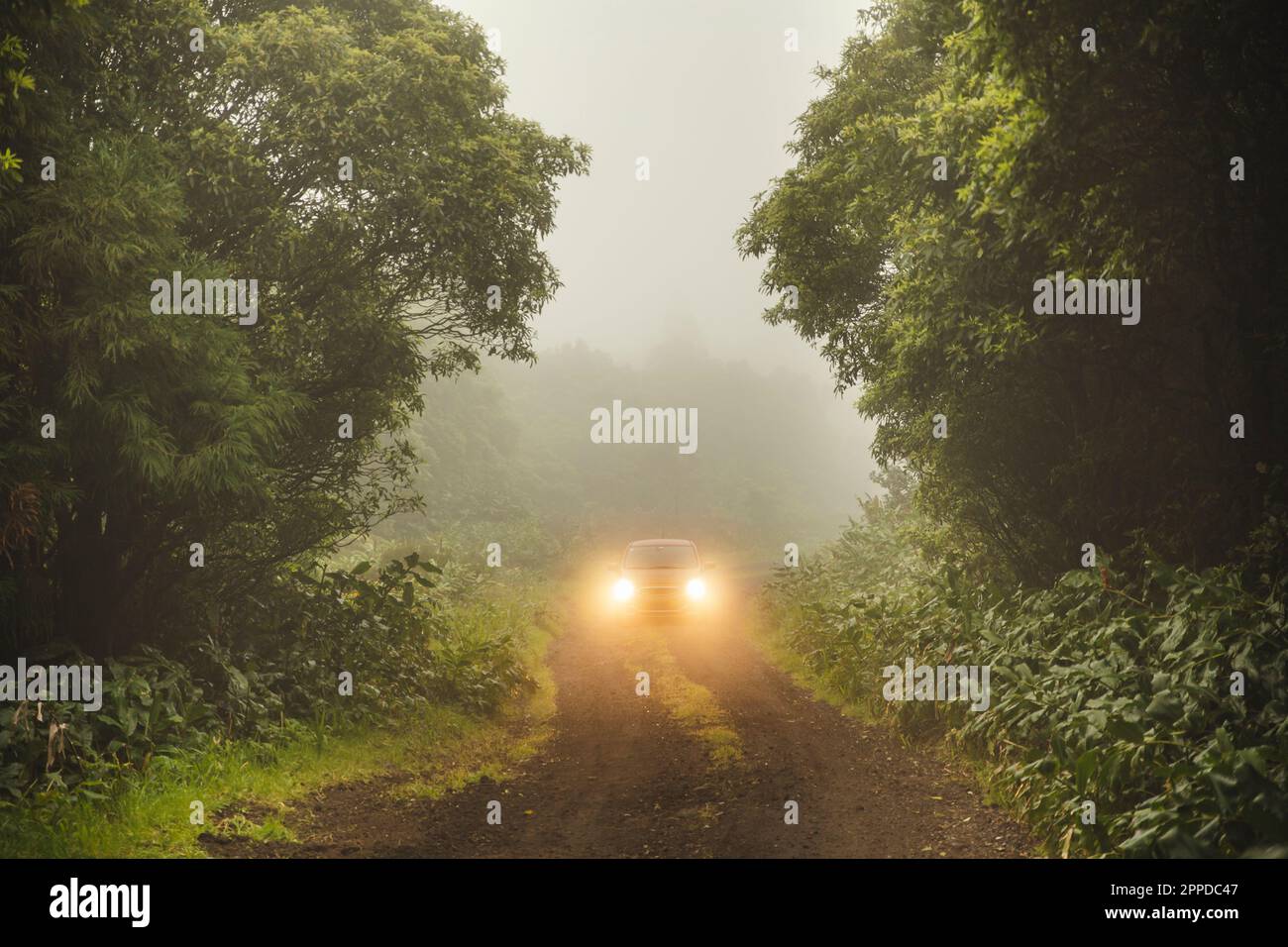 Auto mit Scheinwerfern inmitten von Bäumen Stockfoto