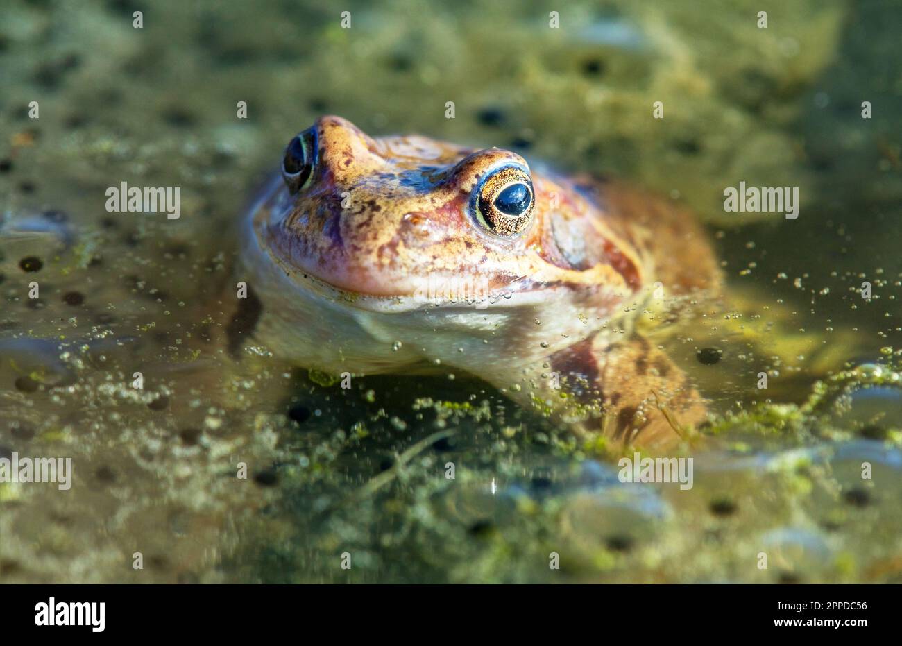 Europäischer Brauner Frosch in lateinischer Rana temporaria mit Eiern Stockfoto