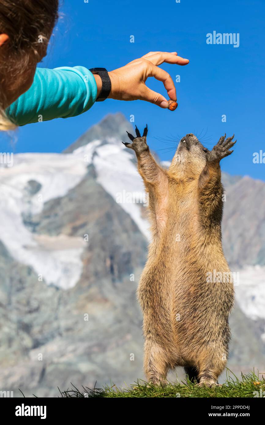 Frau füttert Alpenmarmot an sonnigen Tagen in Kärnten, Österreich Stockfoto