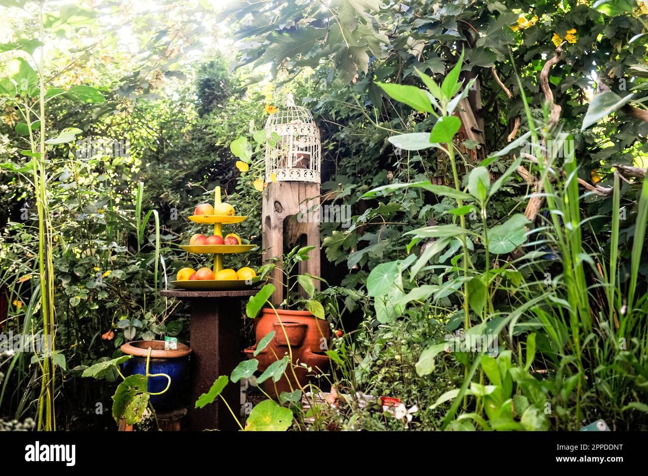 Vogelkäfig und frische Äpfel auf Kakestand stehen in einem üppigen Garten Stockfoto