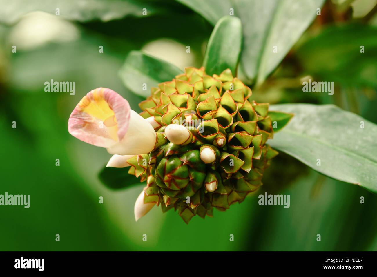 Costus afer Spiral Gingeris ist ein mehrjähriges, rhizomatöses Kräuterafrika Stockfoto