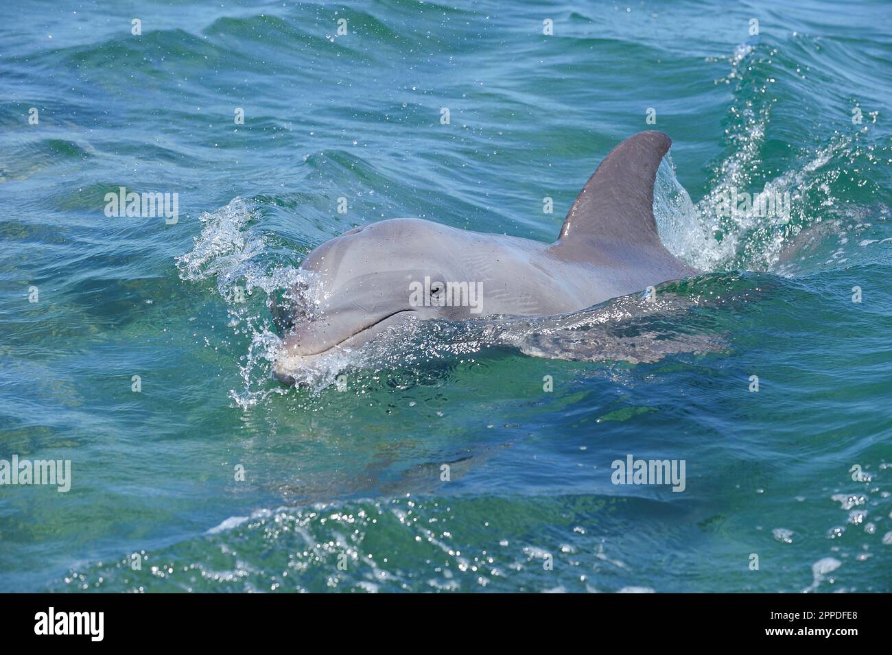 Tümmler (Tursiops truncatus), die in der Nähe der Oberfläche im Karibischen Meer schwimmen Stockfoto