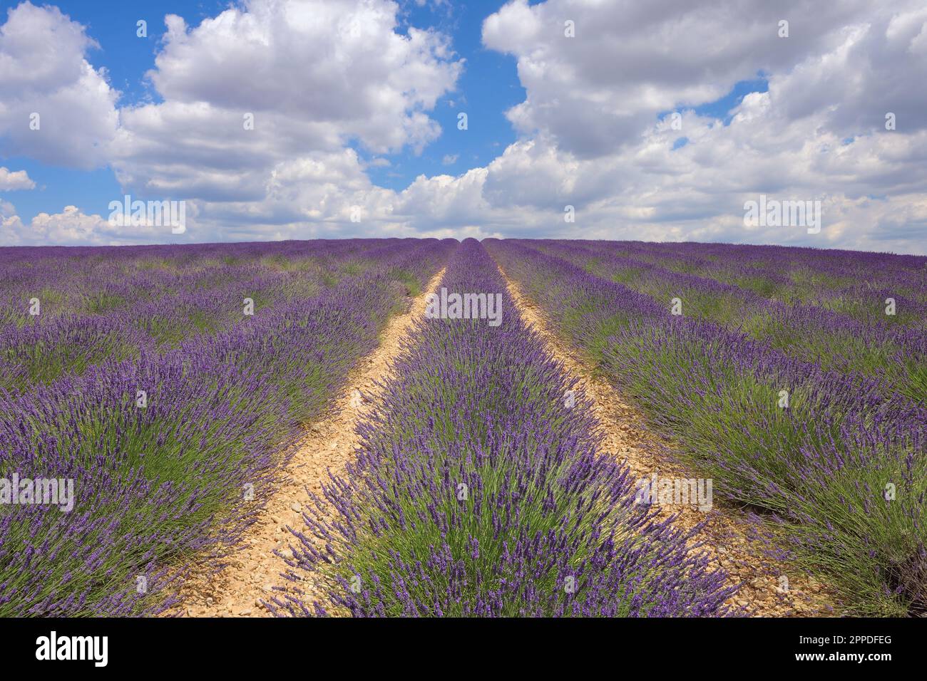 Frankreich, Provence-Alpes-Cote d'Azur, Lavendelfeld in Plateau de Valensole Stockfoto