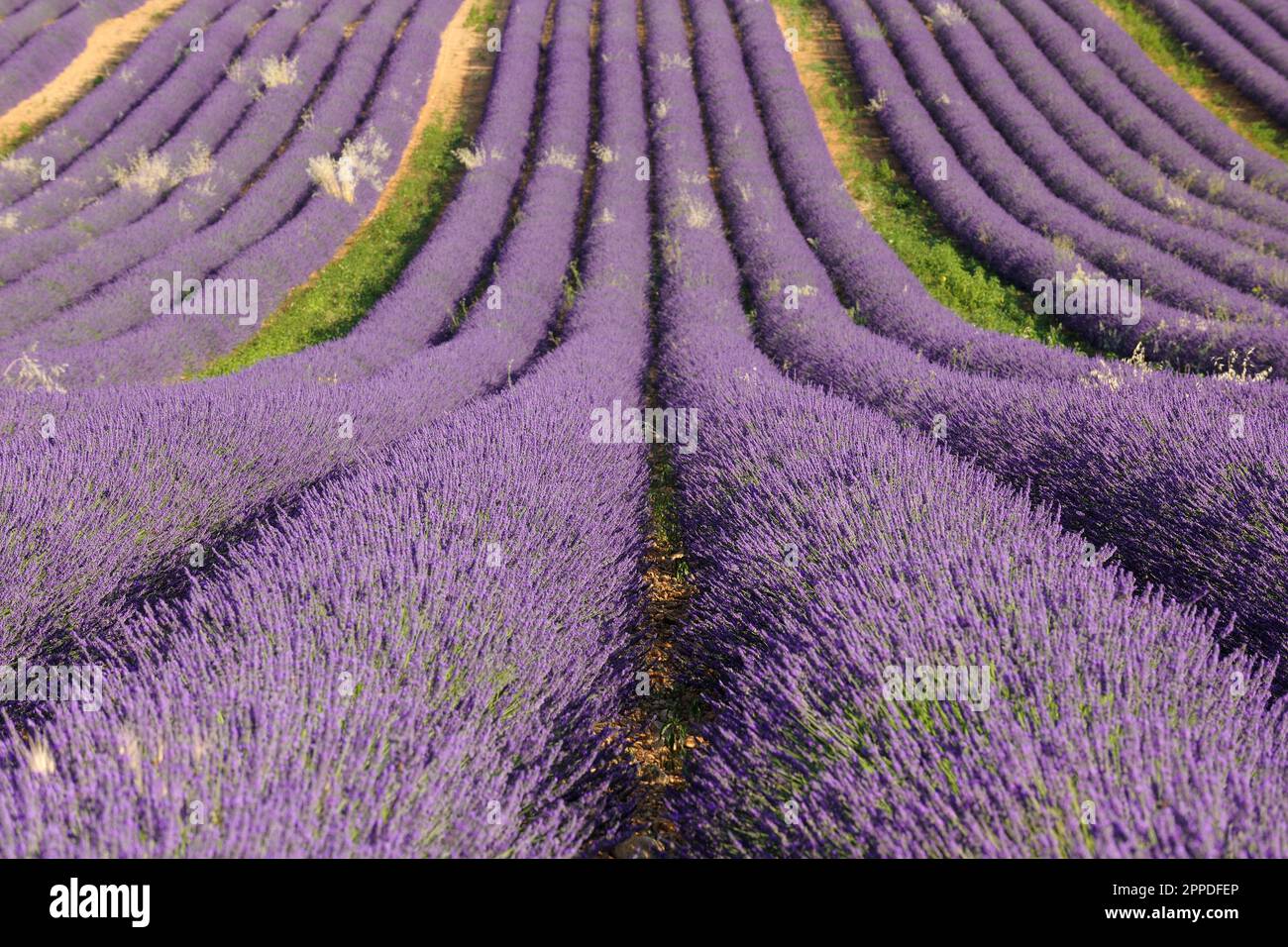 Frankreich, Provence-Alpes-Cote d'Azur, Lavendelfeld in Plateau de Valensole Stockfoto
