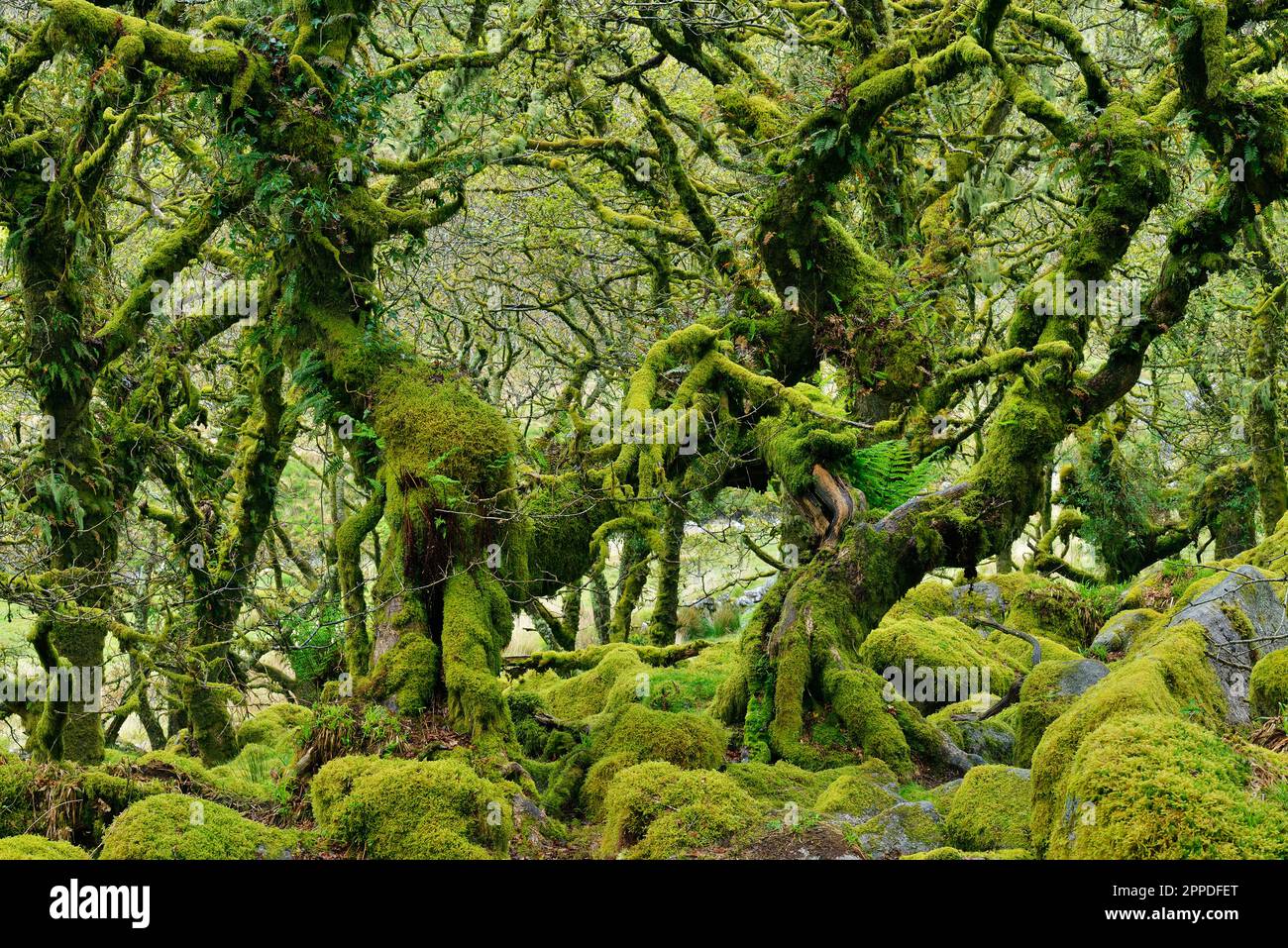 Großbritannien, England, mit grünem Moos bedeckte Bäume in Wistmans Wood Stockfoto