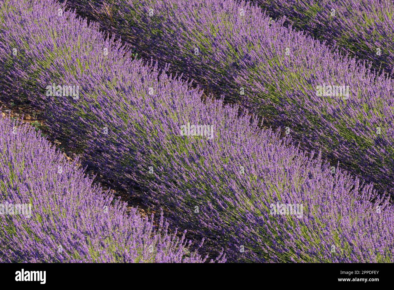 Frankreich, Provence-Alpes-Cote d'Azur, Lavendelfeld in Plateau de Valensole Stockfoto