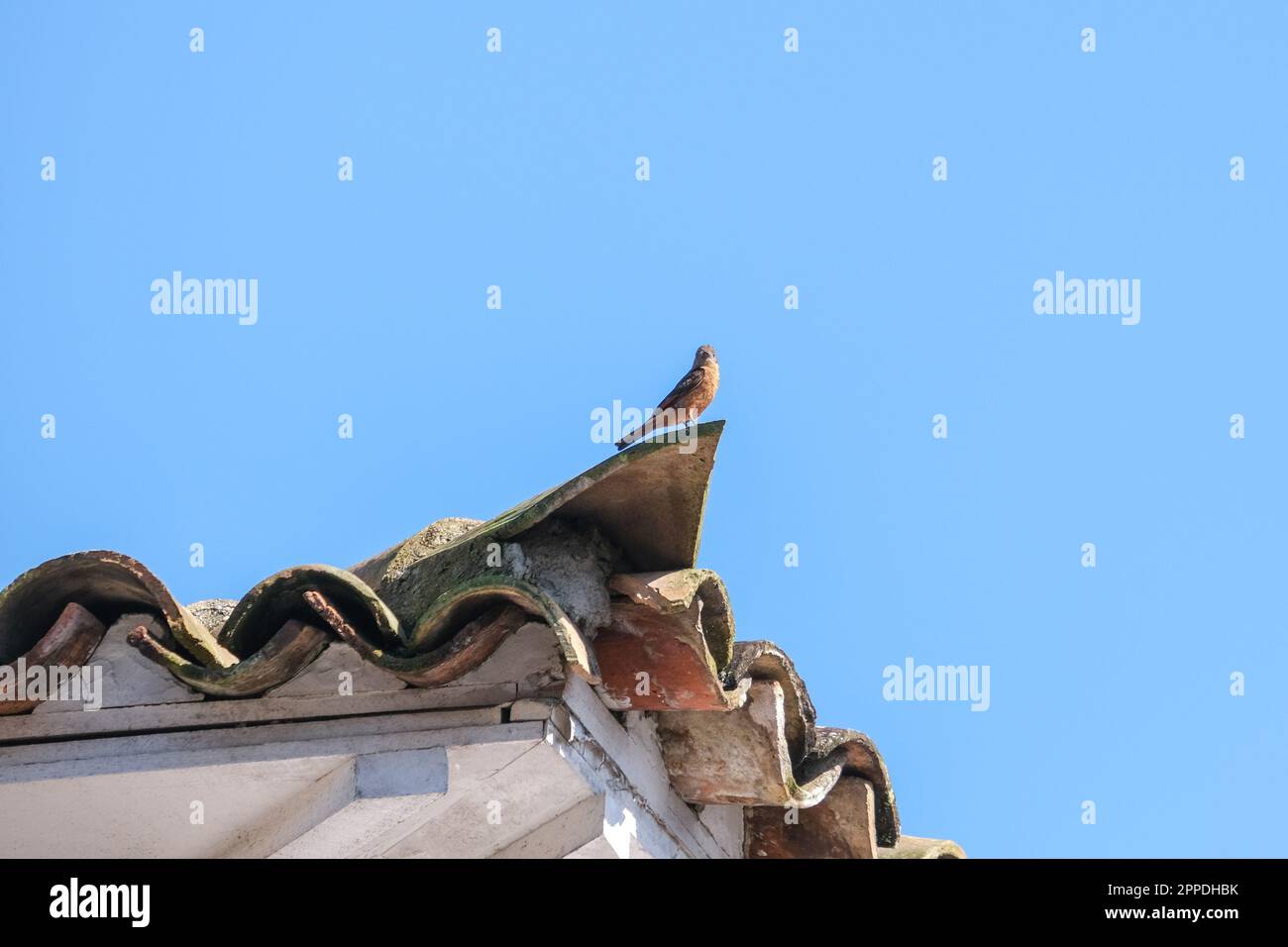 Der Vogel steht am Rand des Dachs des Hauses. Hintergrundtapete für Vogeldach. Selektiver Fokus. Offener Raum. Stockfoto