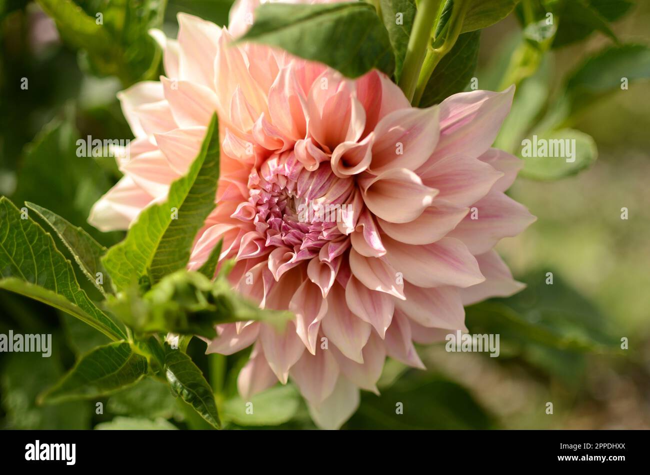 Wunderschöner Rosafarbener 'Cafe Au Lait' Essteller Dahlia Flower. Stockfoto