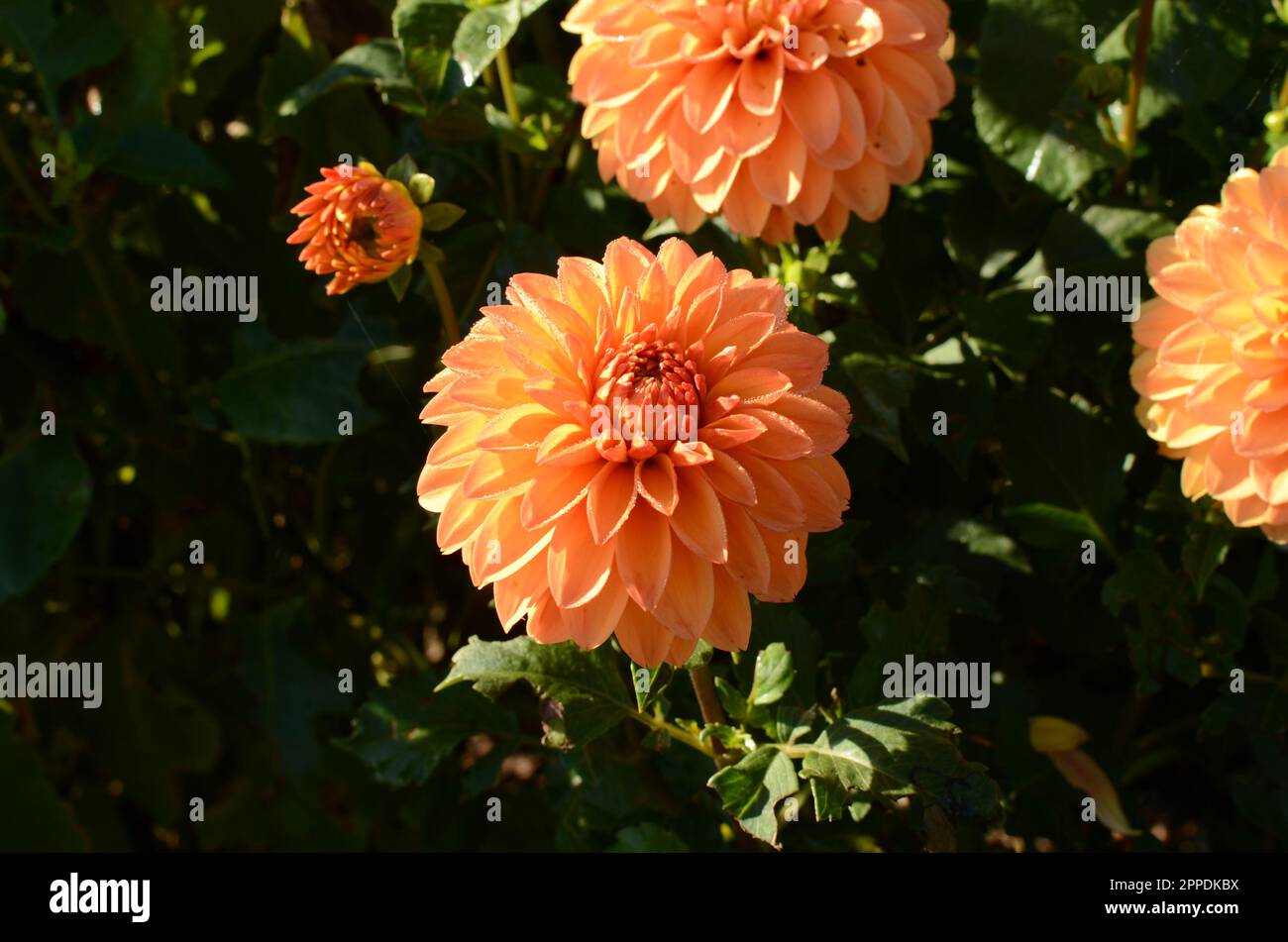 Dekorative Orangefarbene Dahlia-Blumen. Stockfoto