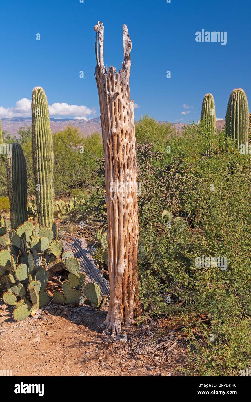 Toter Saguaro Skeleton in der Wüste im Saguaro-Nationalpark in Arizona Stockfoto