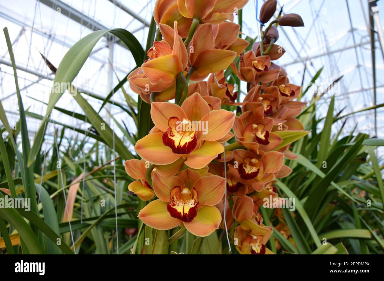 Orangefarbene Cymbidium Orchideenblumen in Einem Gewächshaus. Stockfoto