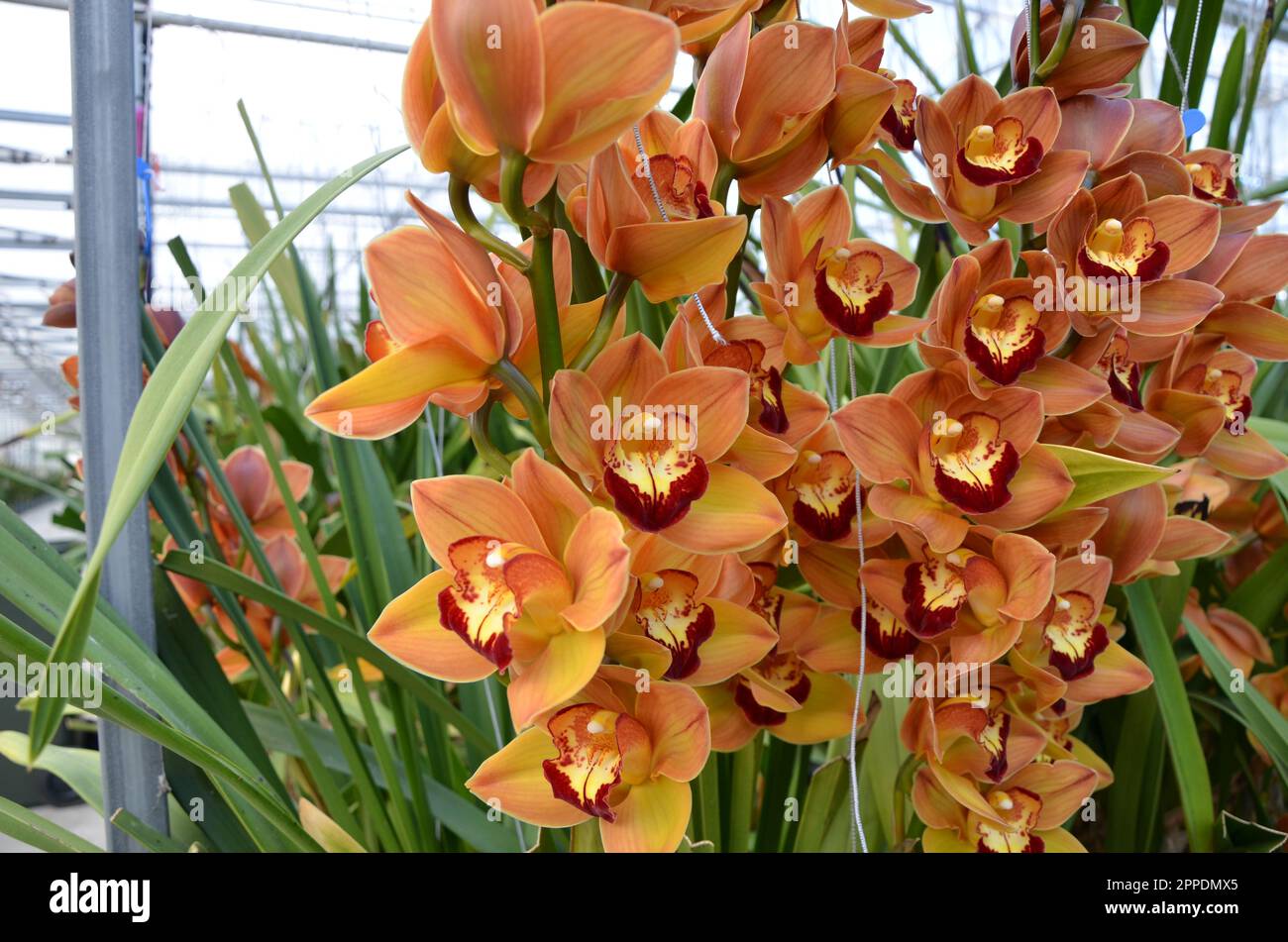 Orangefarbene Cymbidium Orchideenblumen in Einem Gewächshaus. Stockfoto