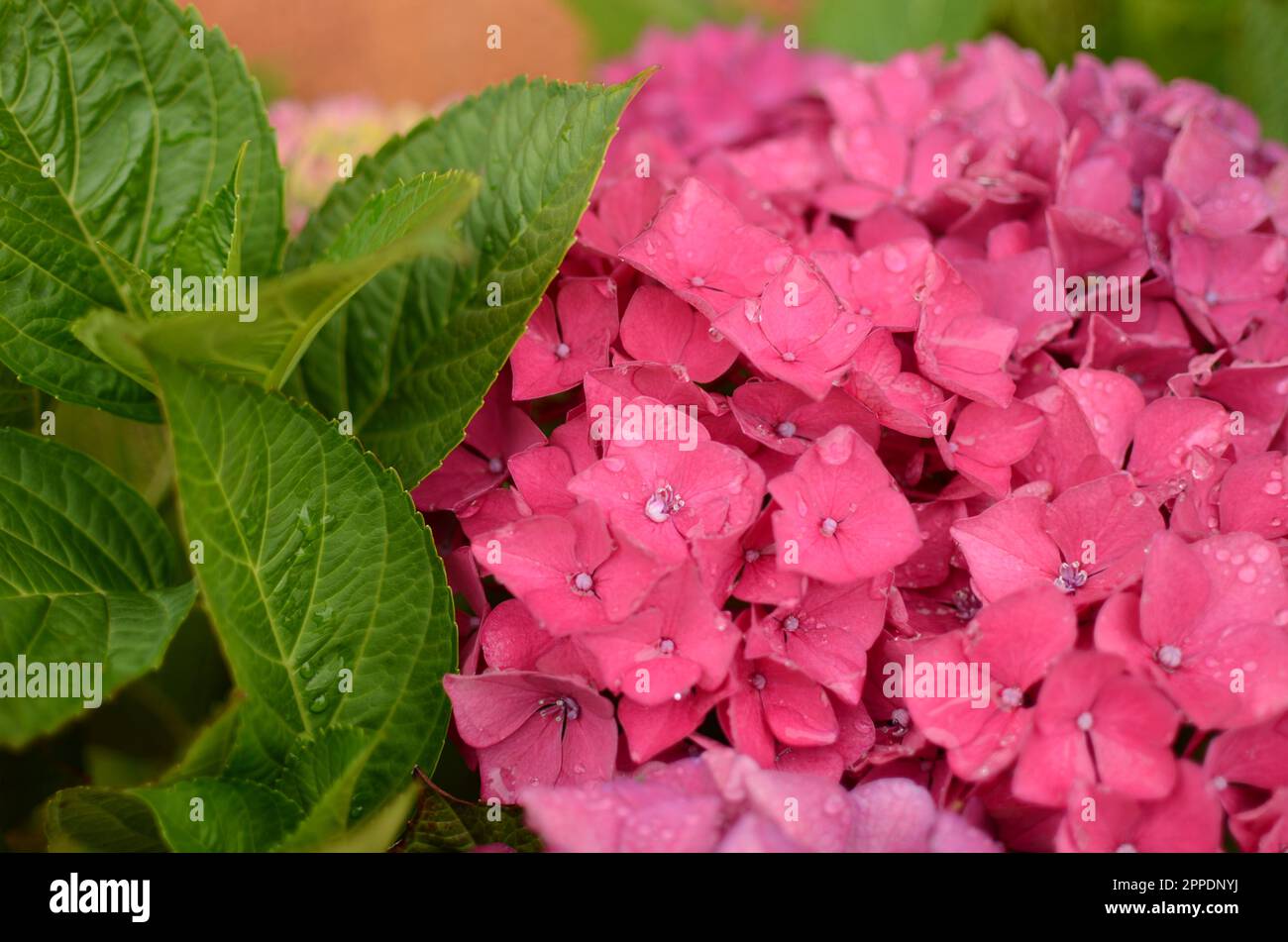 Rosafarbene Blüten Mit Wassertröpfchen. Stockfoto