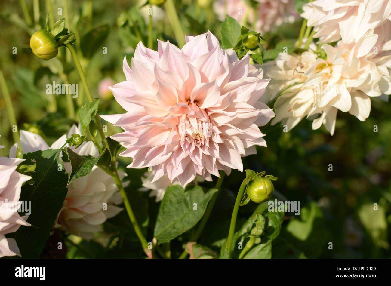 Wunderschöner Rosafarbener 'Cafe Au Lait' Essteller Dahlia Flower. Stockfoto