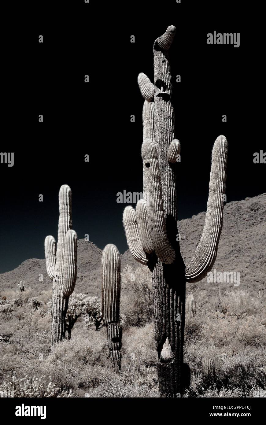 Mondschein-Saguaro-Kaktus in den Winterwüsten Arizonas Stockfoto