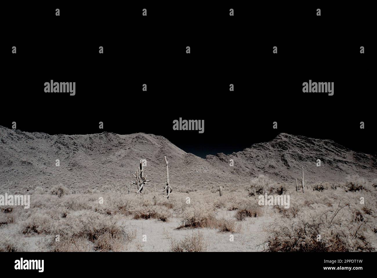 Mondschein-Saguaro-Kaktus in den Winterwüsten Arizonas Stockfoto