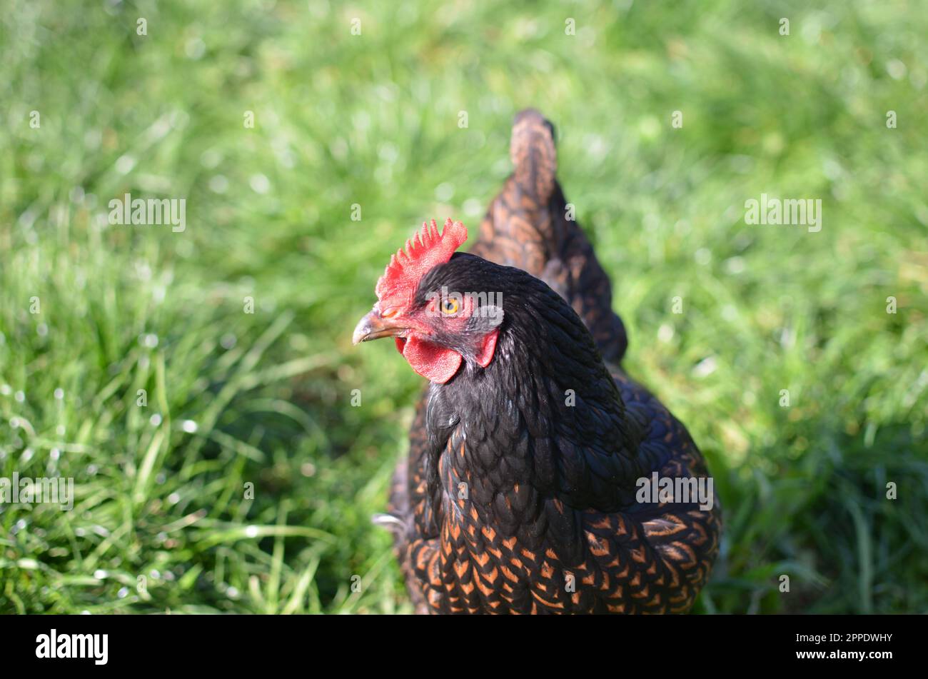 Freilandhuhn „Barnevelder“. Stockfoto