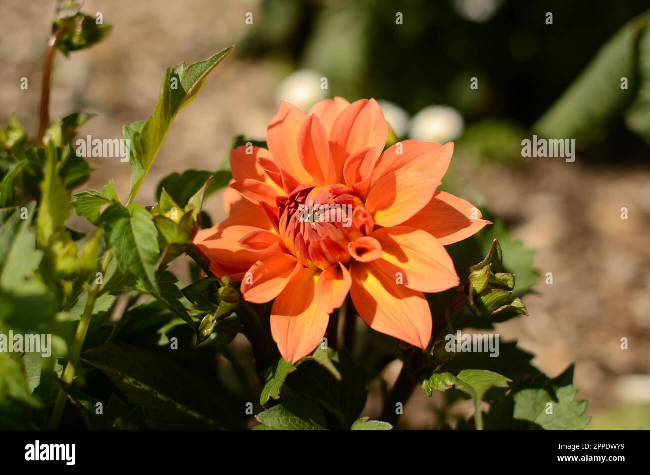 Farbenfrohe Orangefarbene Dahlia-Blume. Stockfoto