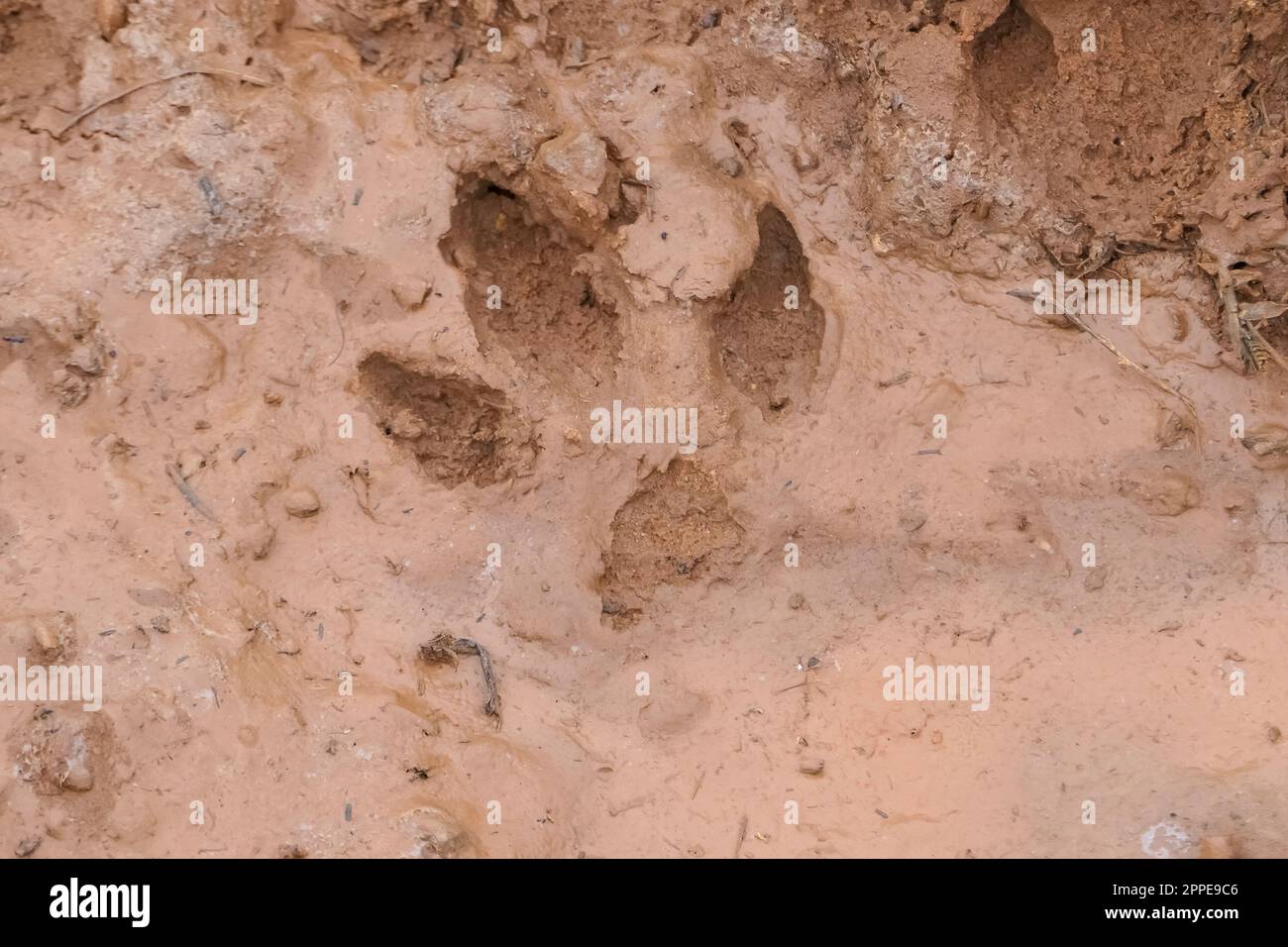 Nahaufnahme der Tapir-Spuren in einer schlammigen Straße, Pantanal Wetlands, Mato Grosso, Brasilien Stockfoto